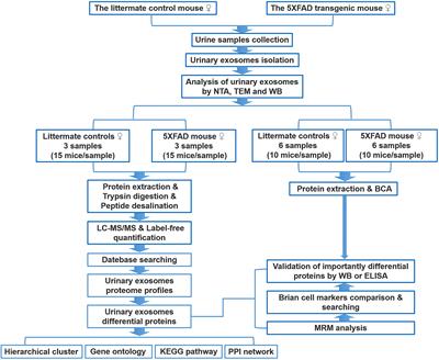 Comprehensive Proteomic Profiling of Urinary Exosomes and Identification of Potential Non-invasive Early Biomarkers of Alzheimer’s Disease in 5XFAD Mouse Model